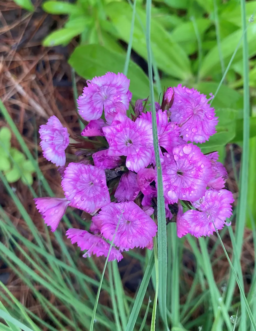 Purple Sweet Williams