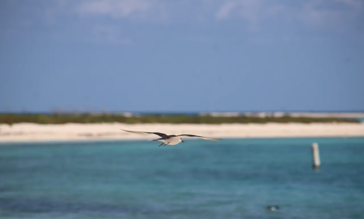 Crusing the beach