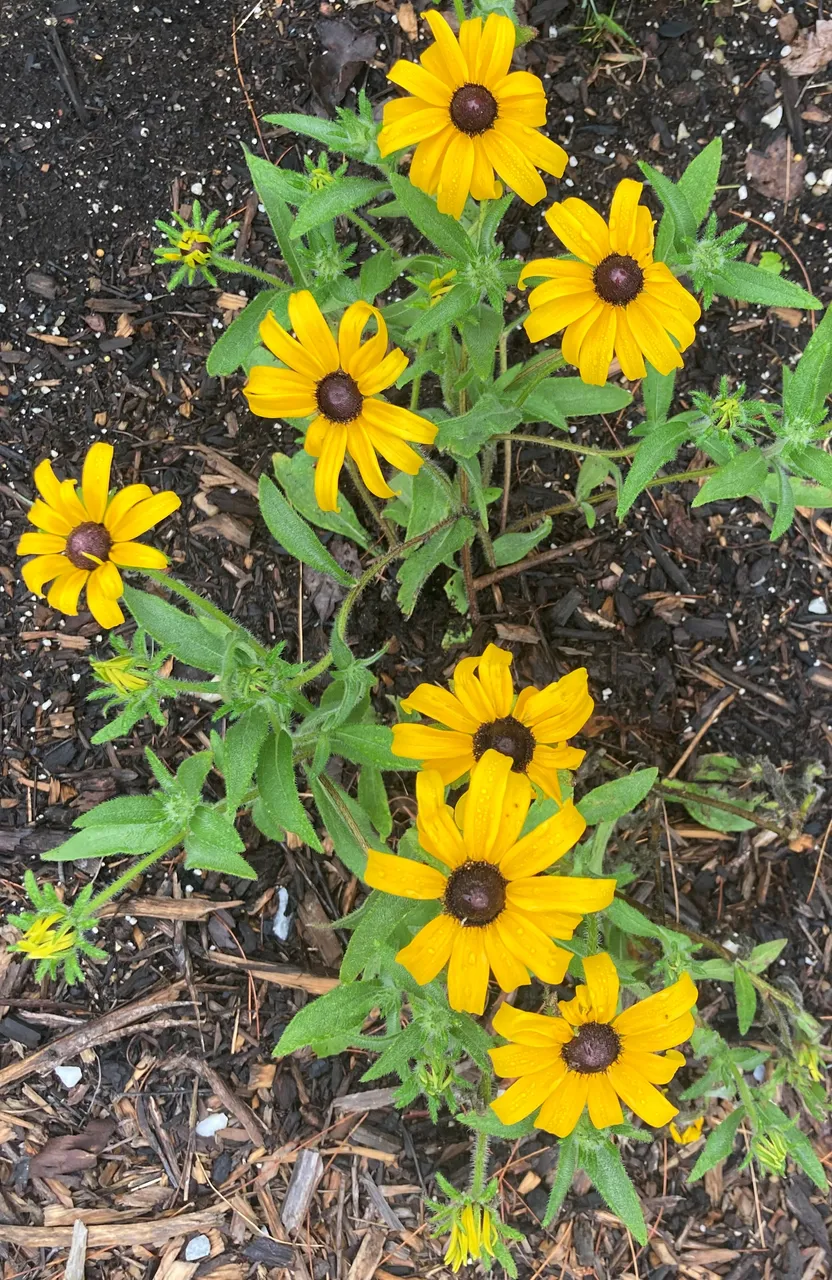 Blackeyed Susans