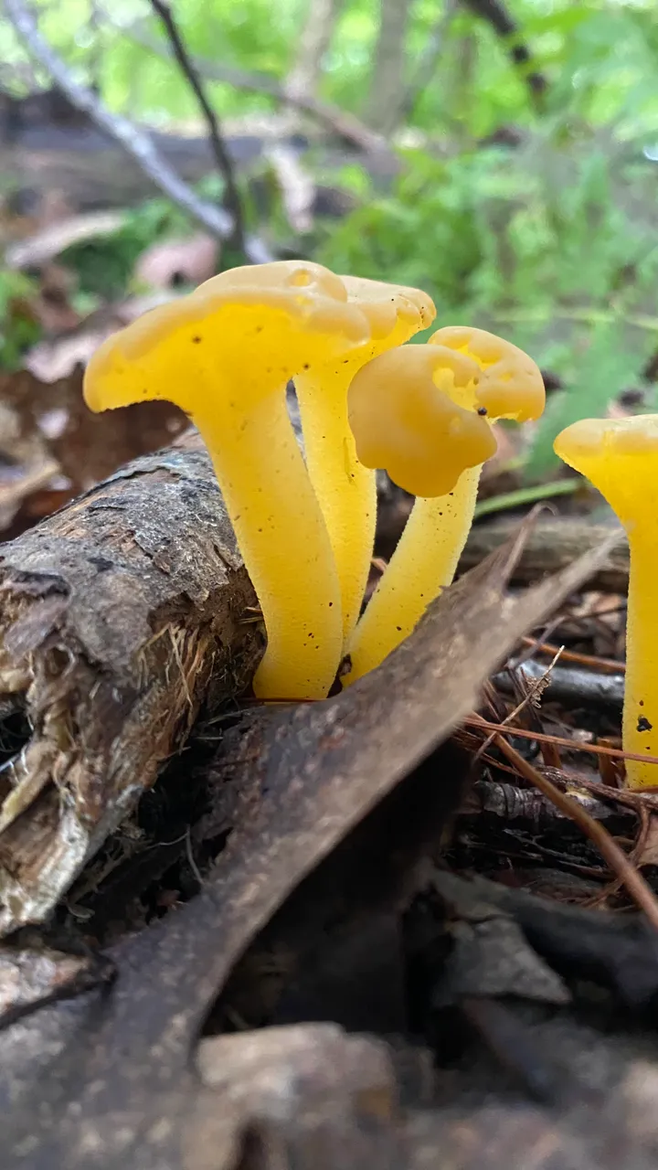 Yellow translucent