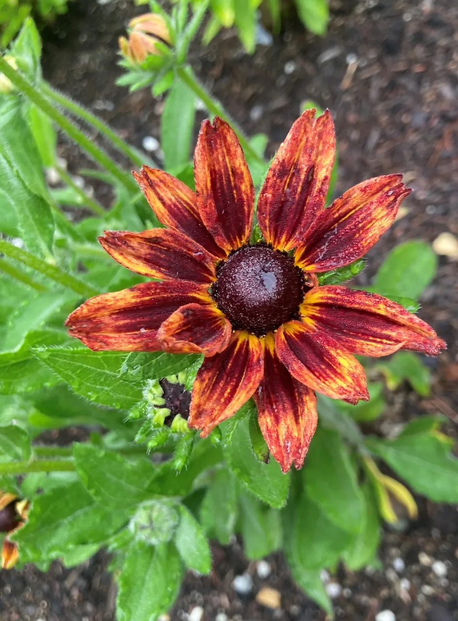 Rudbeckia