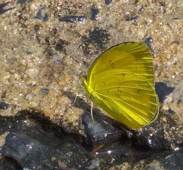 butterfly14.jpg