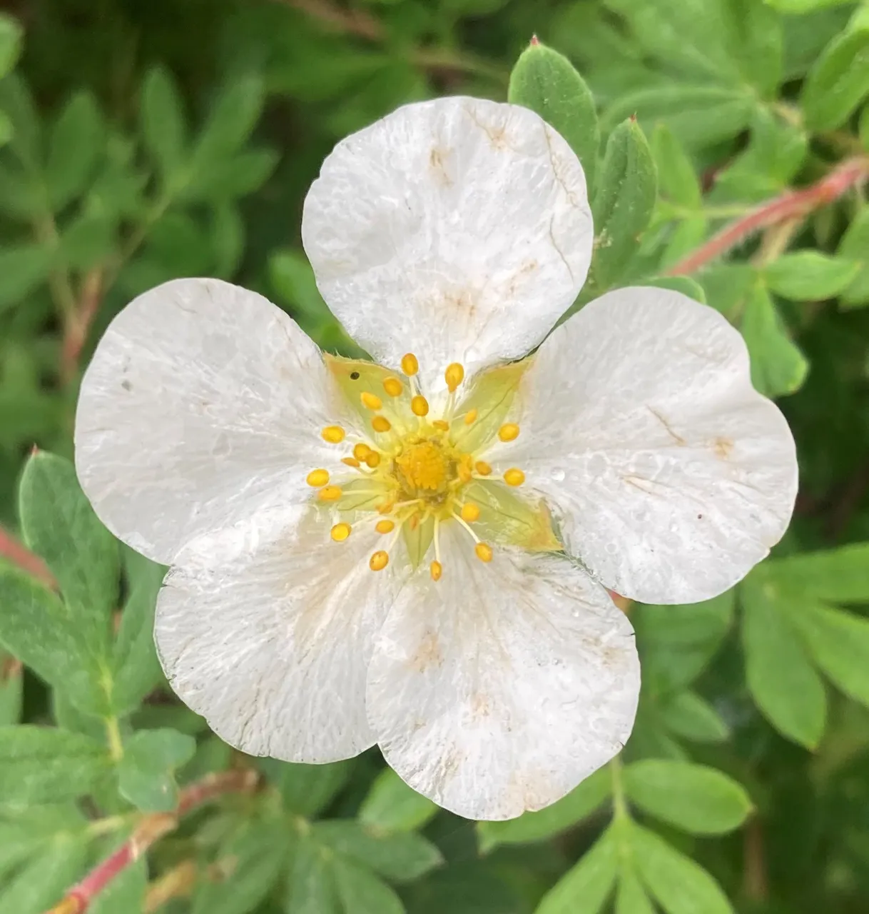 White cinquefoil bloom