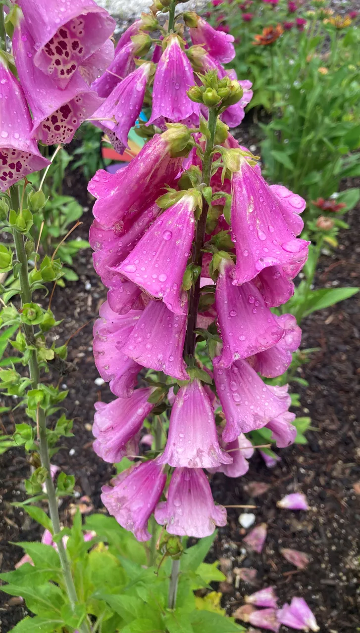 Foxglove