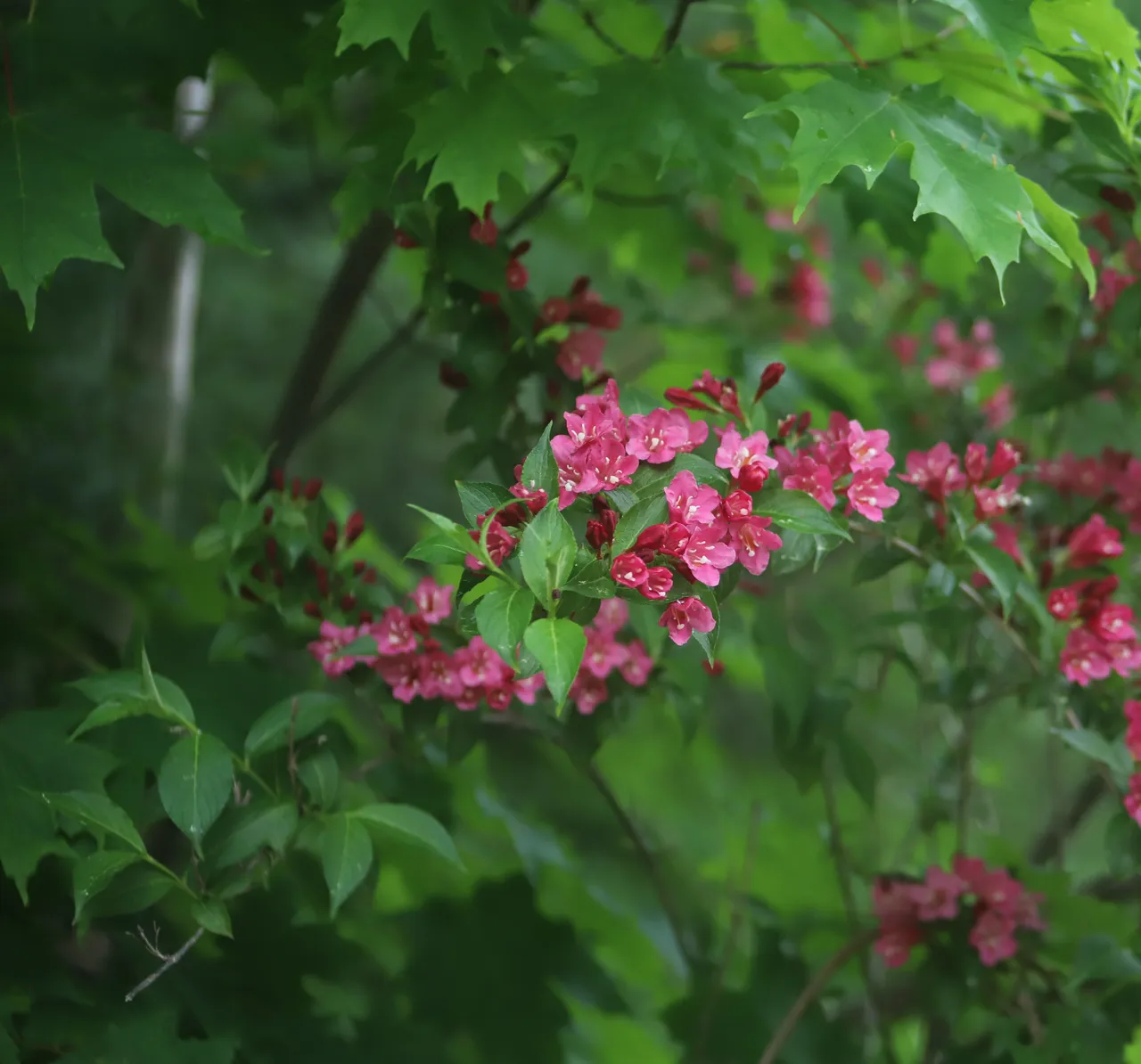 Weigela