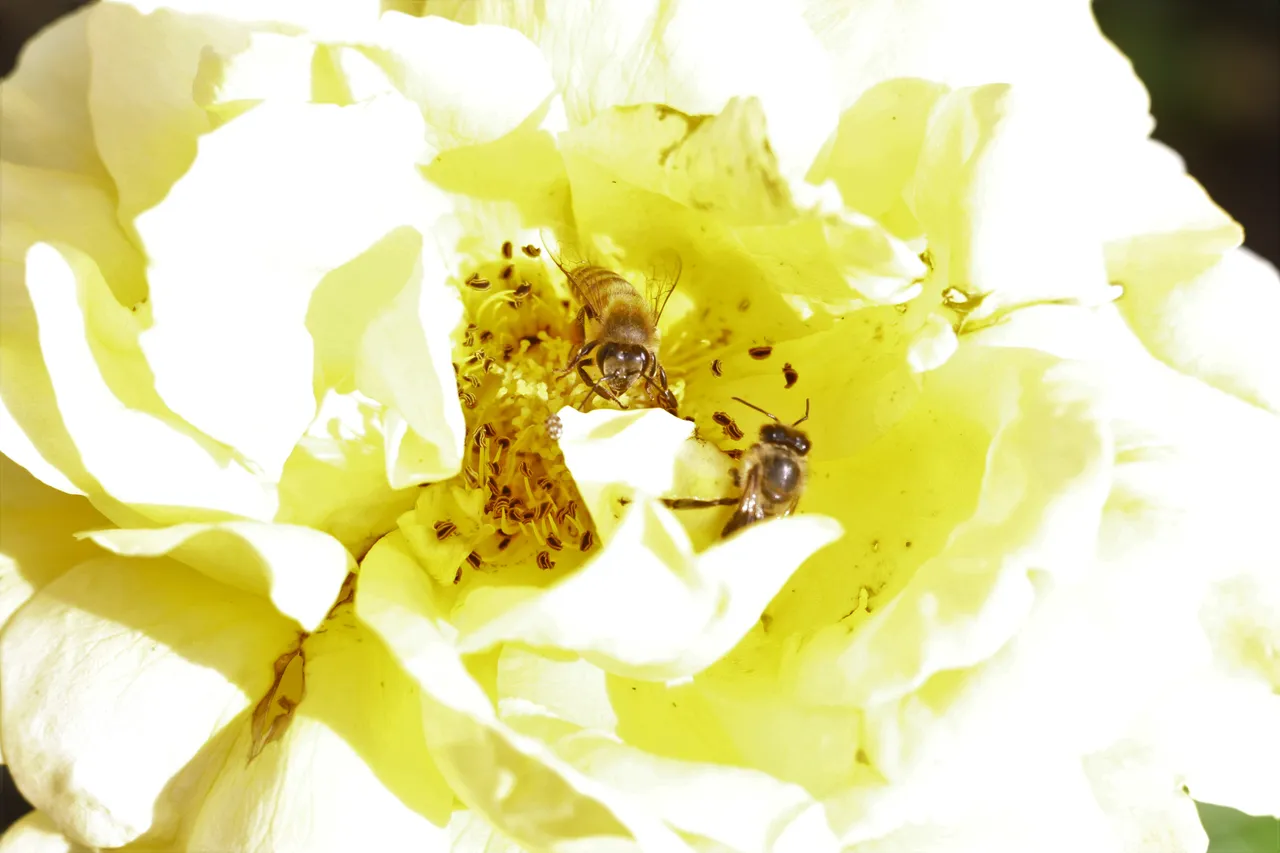 honeybee_01.jpg