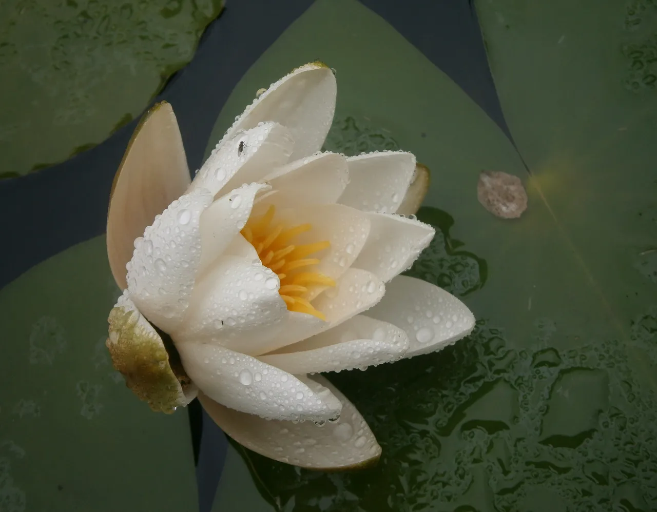 waterlilly1