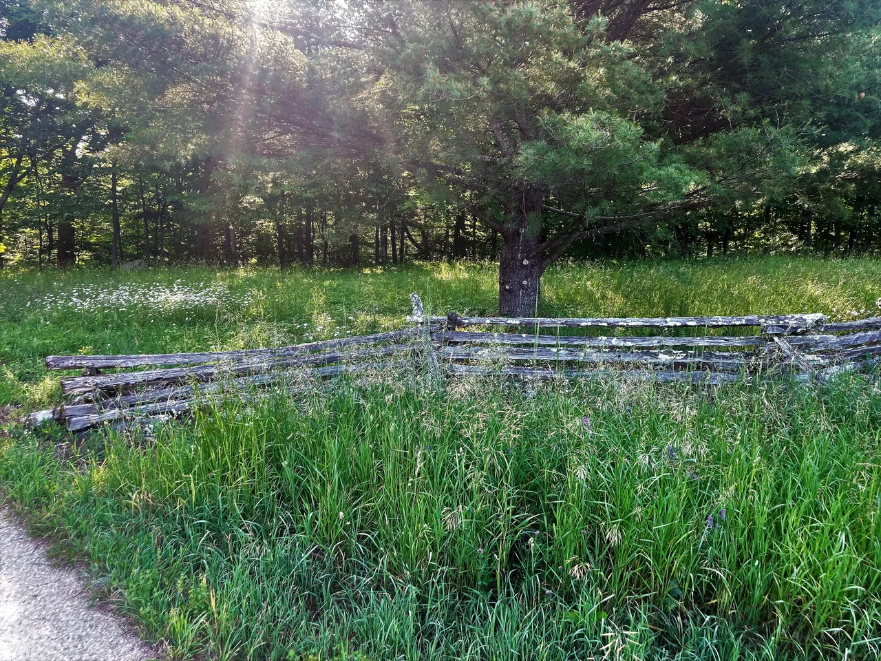 Fence in morning light