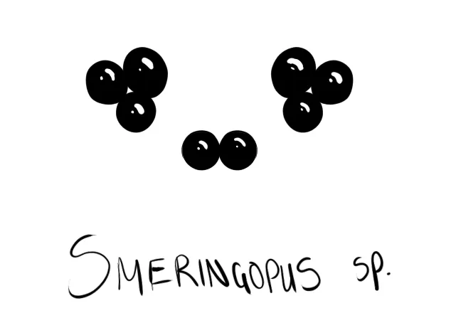 smeringopus.png