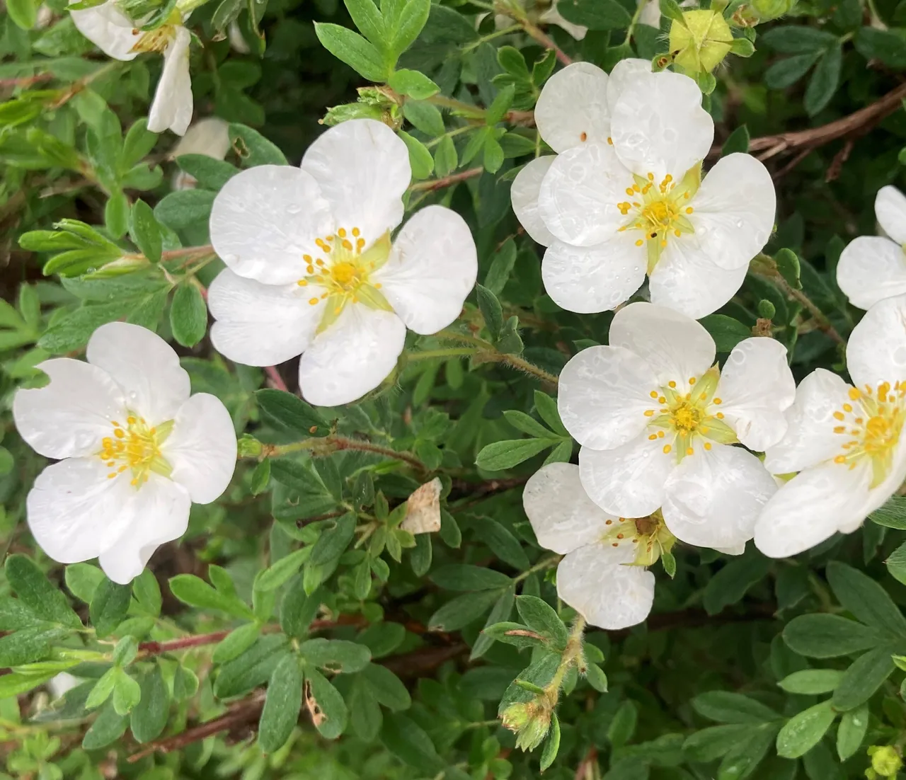 White cinquefoil