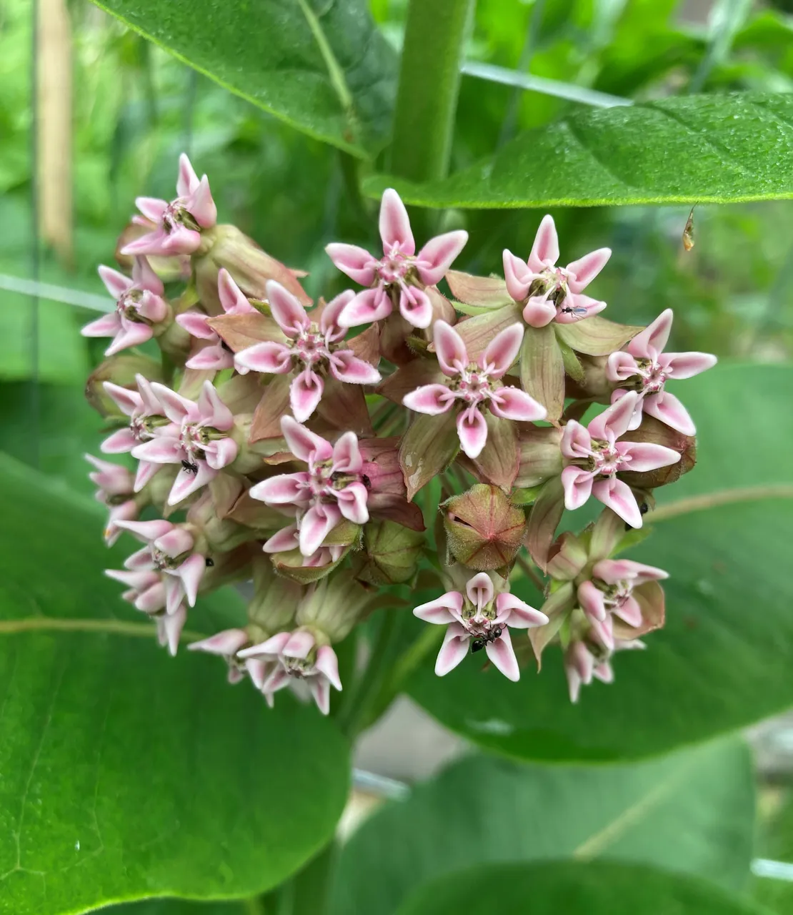 Milkweed