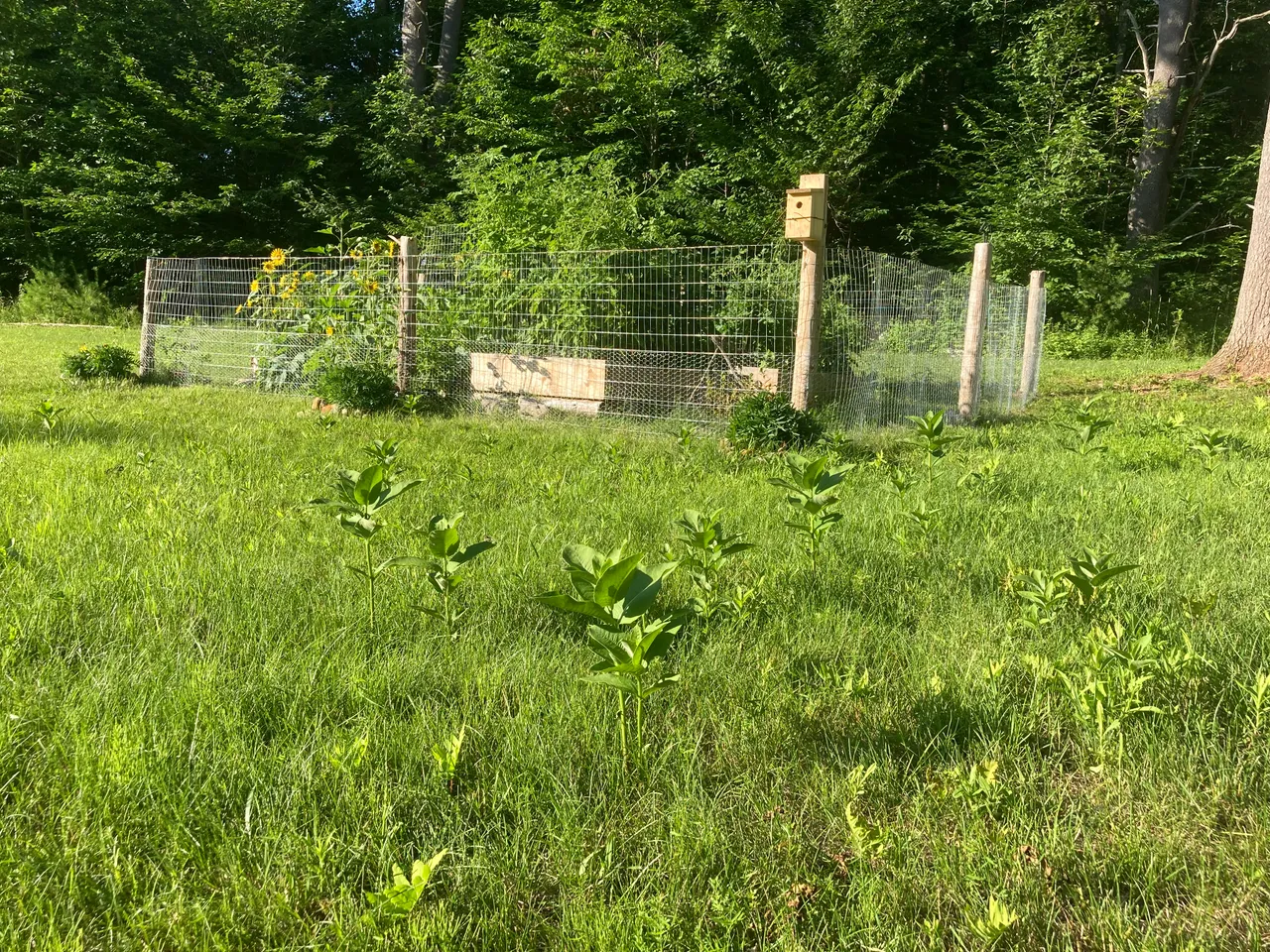 Milk weed near garden