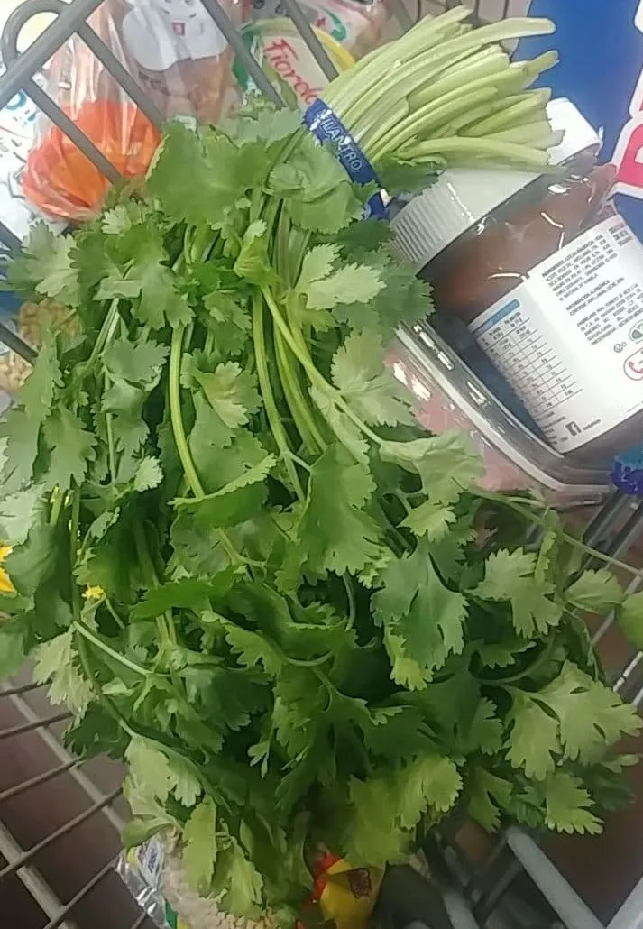 16_cilantro.jpg