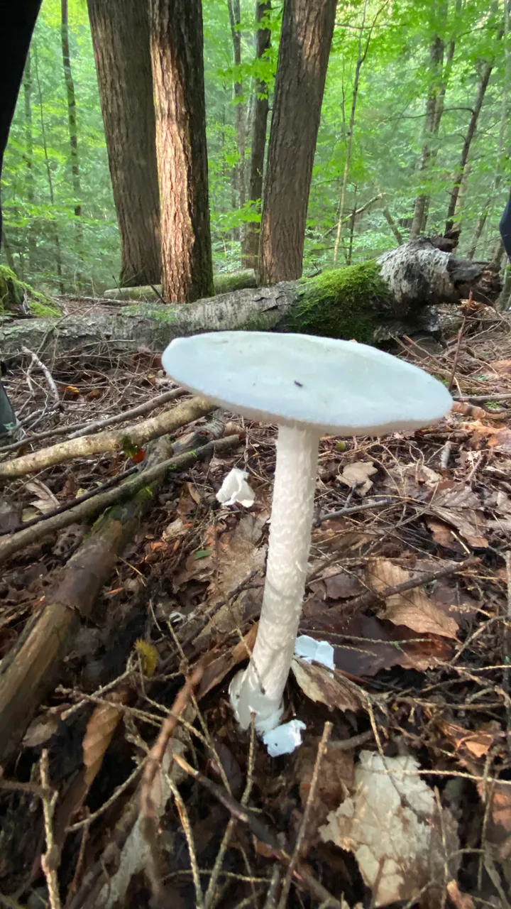 Amanita