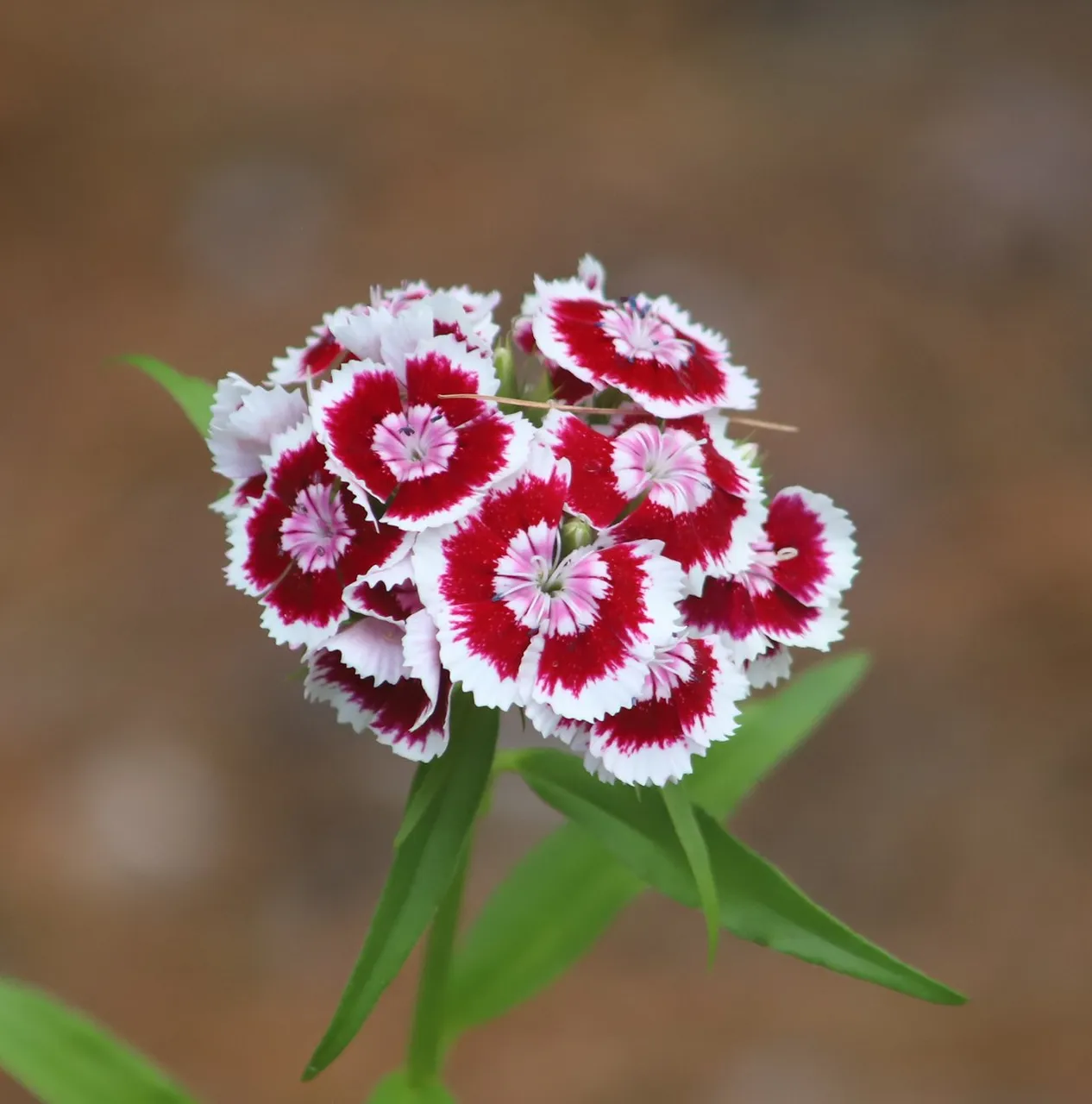 Sweet William