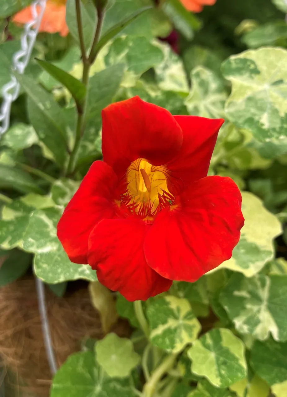 Red Nasturtium