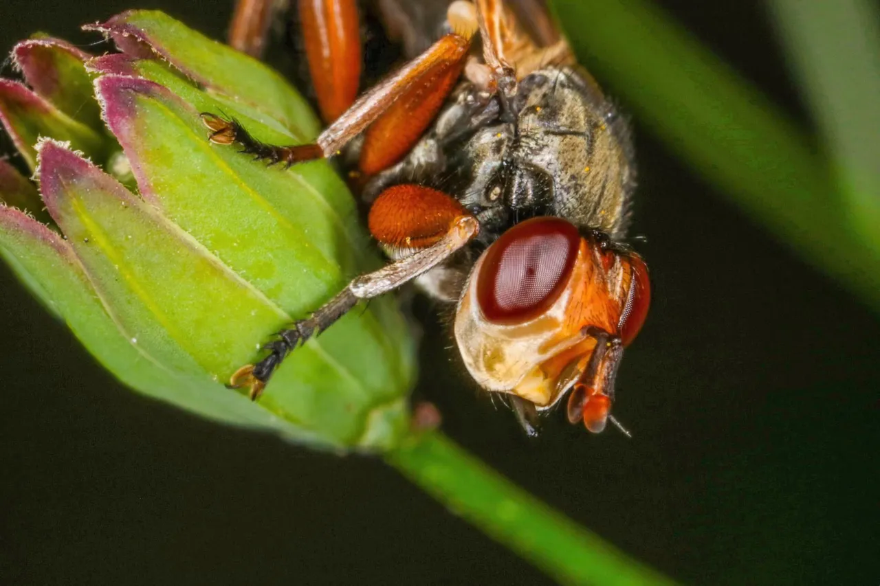 insect (4).jpg