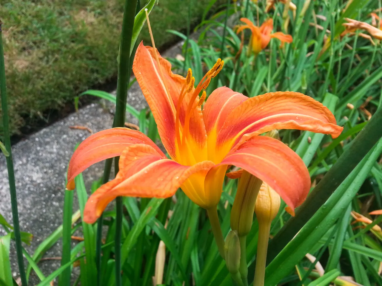 plant-677729.jpg