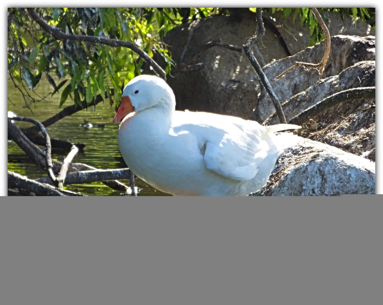 M DUCK 5.jpg