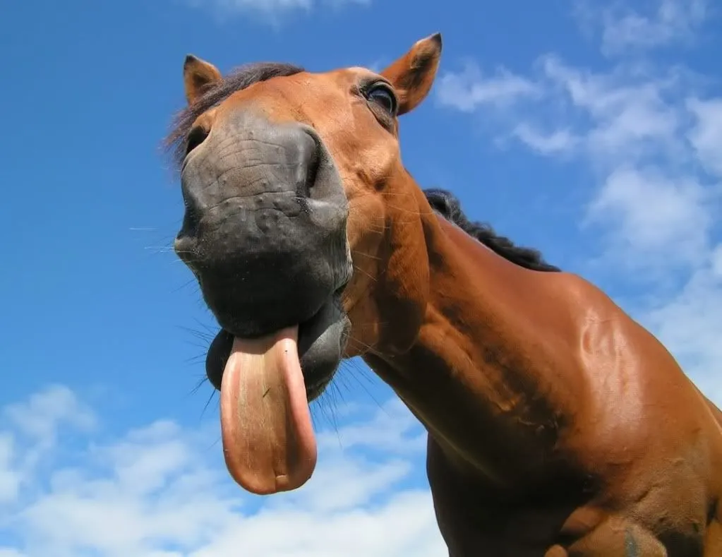 horse tung.jpg