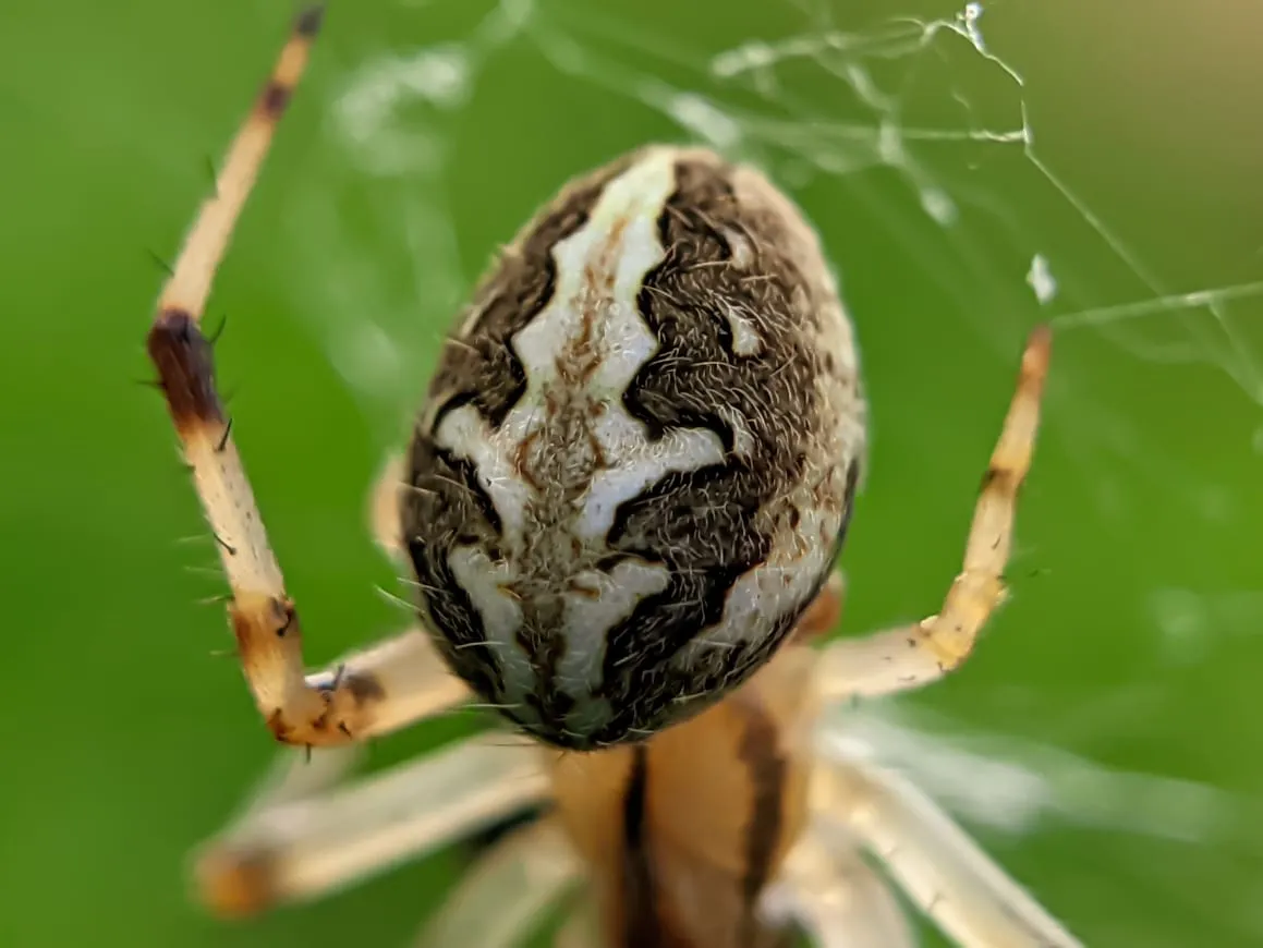spider (34).jpeg