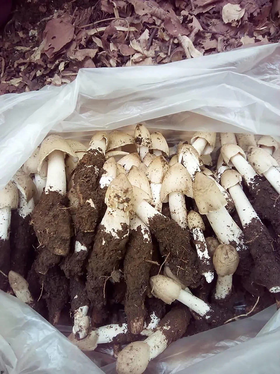 wildmashroom.jpg