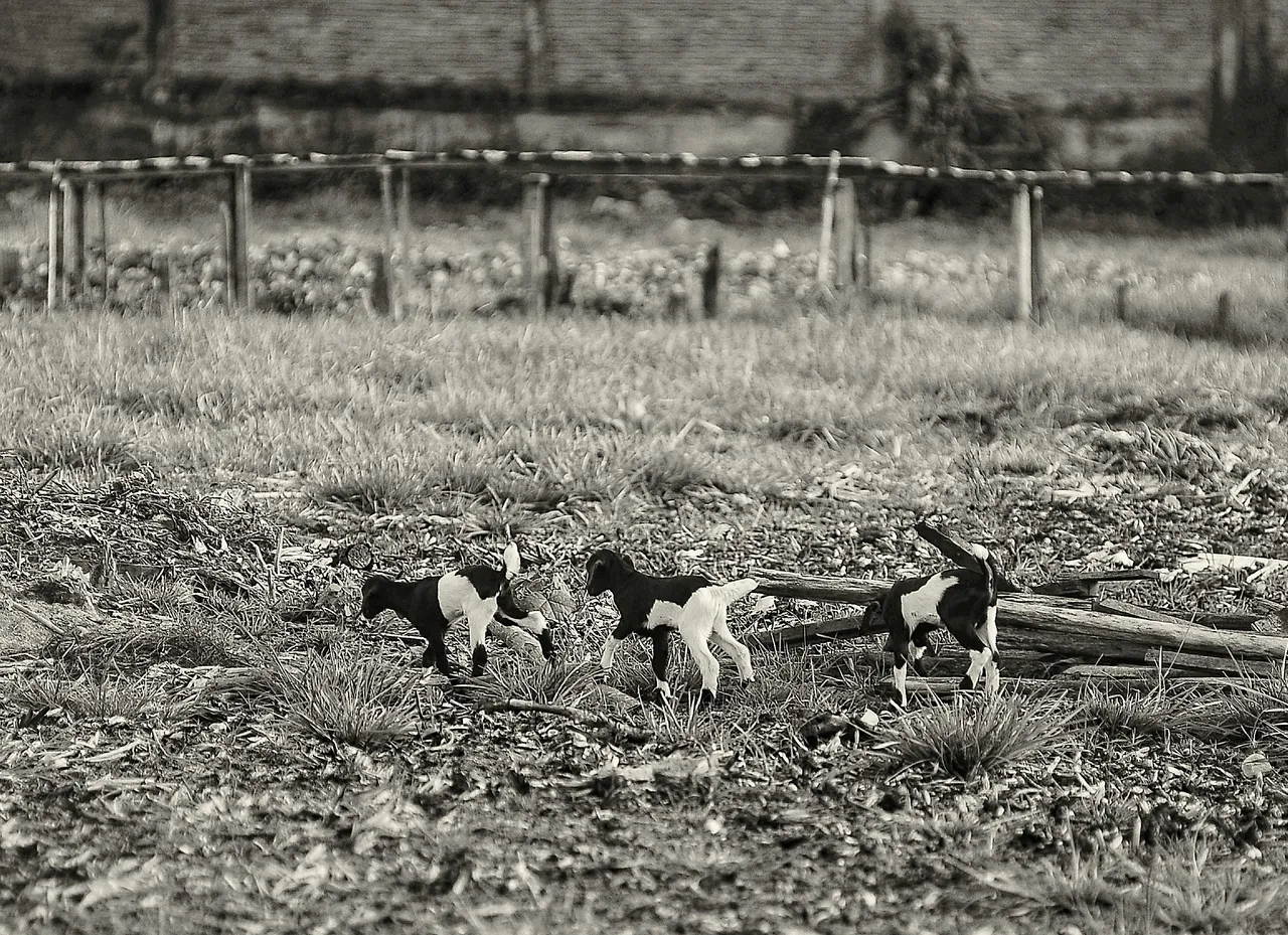 DSC_1493-01.jpeg