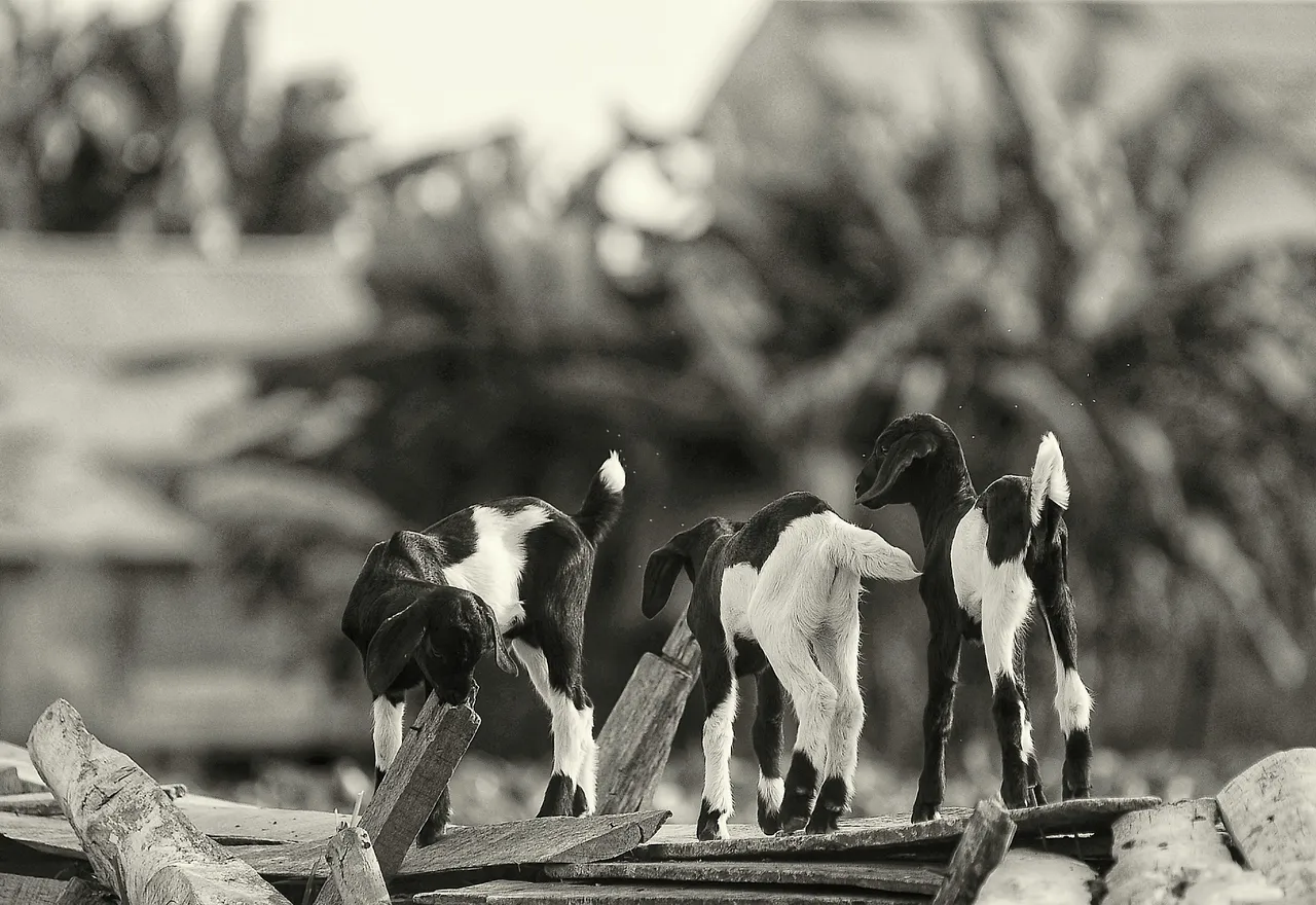DSC_1490-02.jpeg