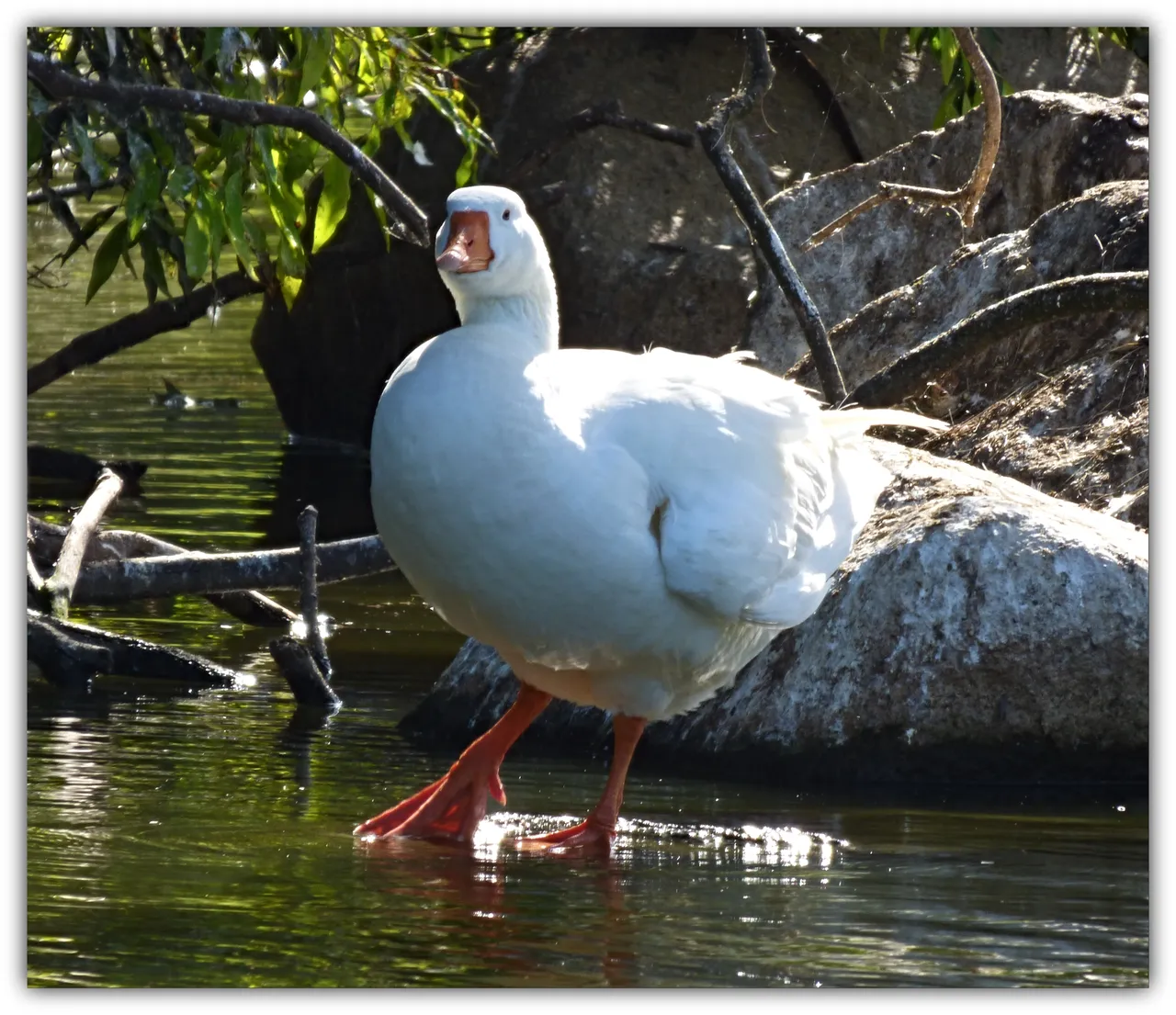 M DUCK 3.jpg