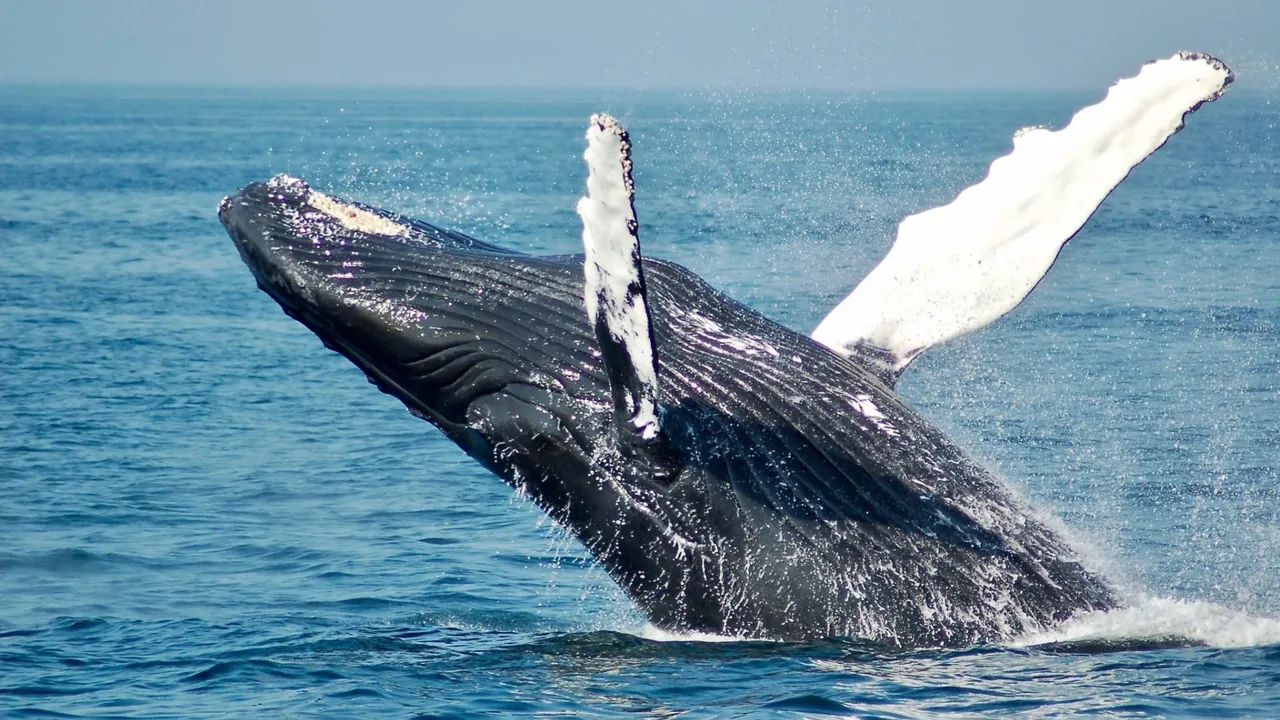whale leo.jpeg