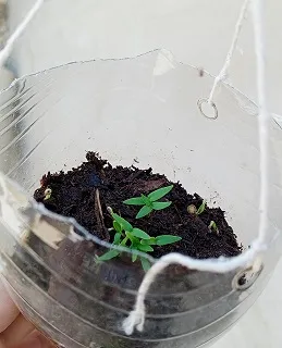 germinador11.jpg