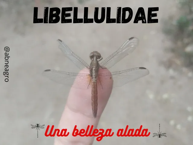 Libellulidae.png