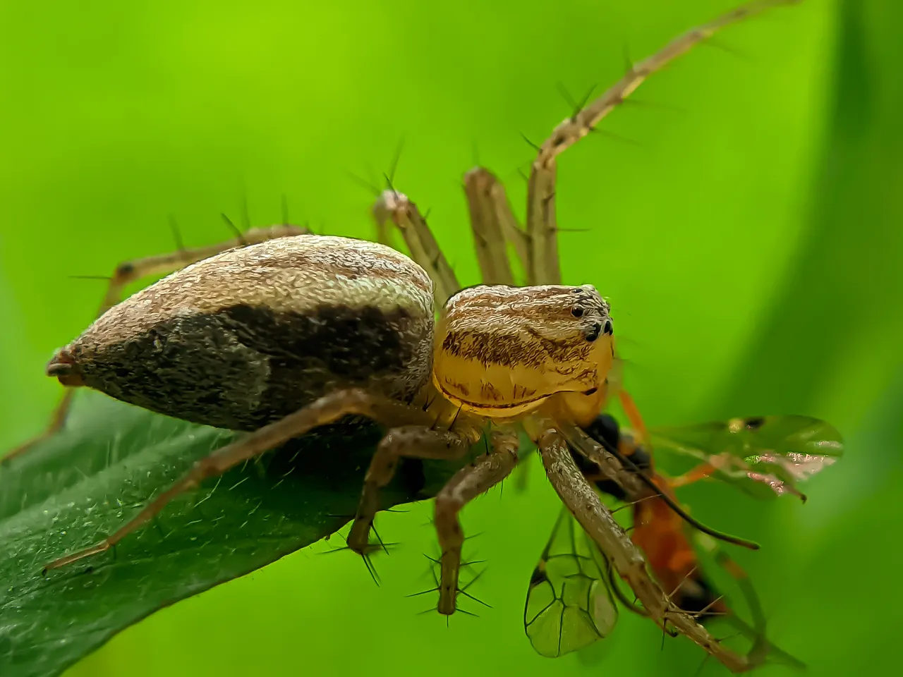 spider (2).jpg