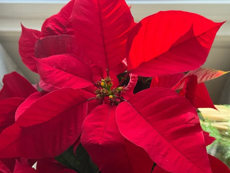 poinsettia-3.jpg