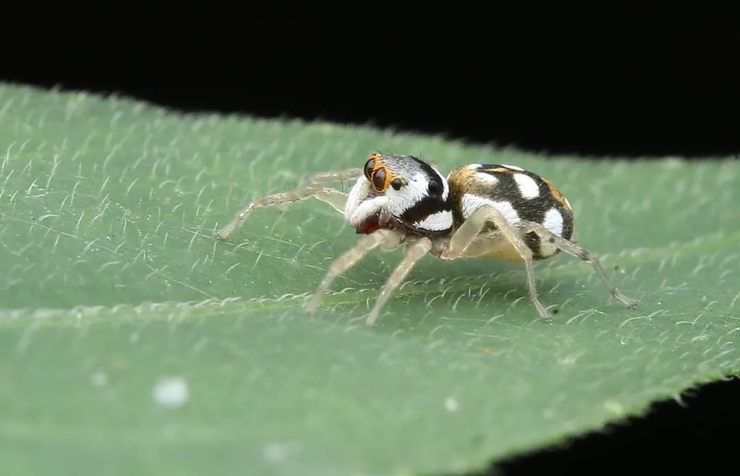 spider (2).jpg