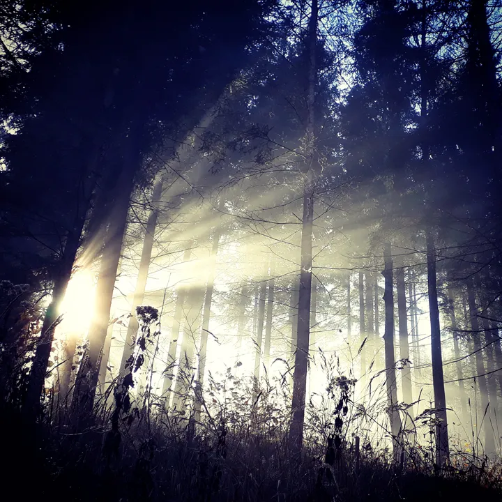 woodfoglight.jpg