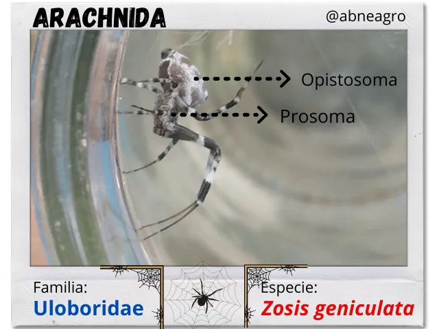Arachnida(3).png