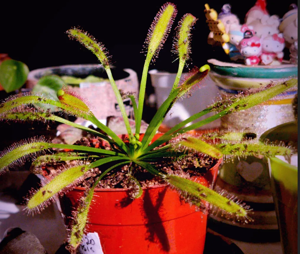 drosera-sold.png