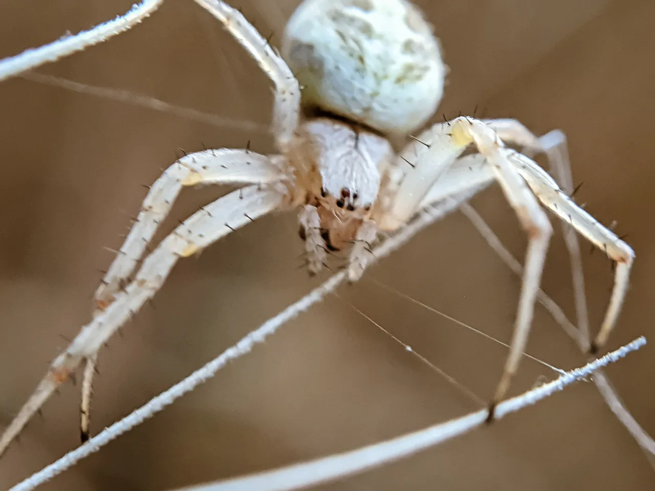spider (9).jpg