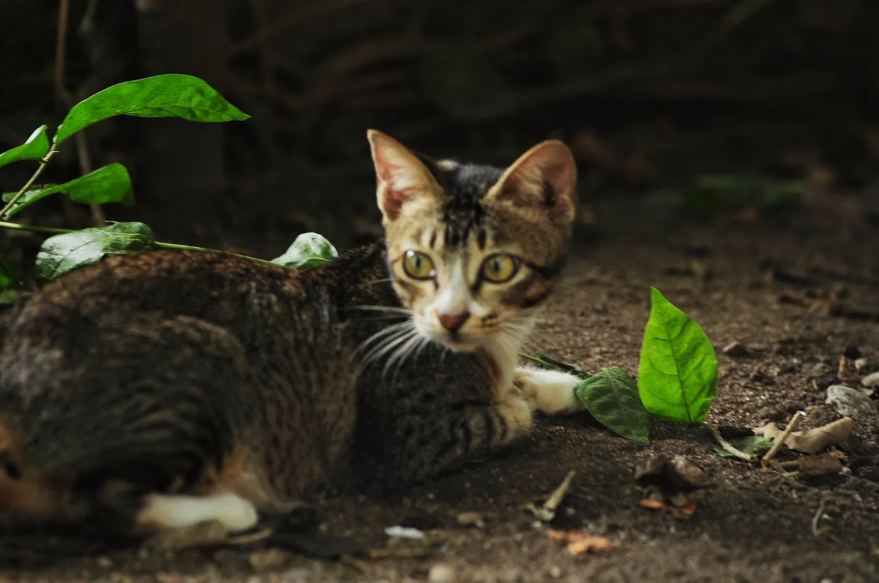 DSC_2298-01.jpeg