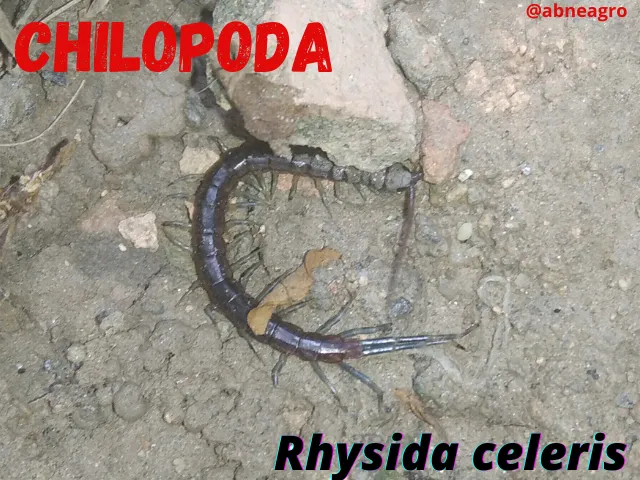 Chilopoda(2).png