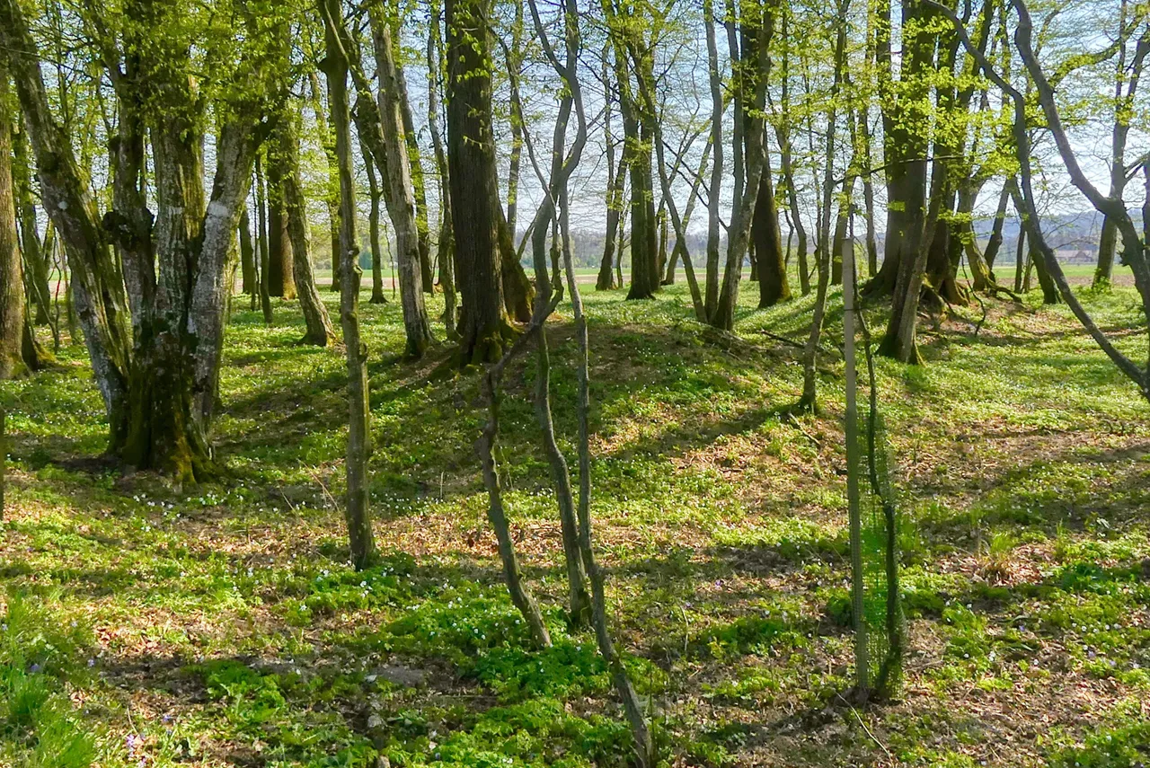 ratschendorf.jpg