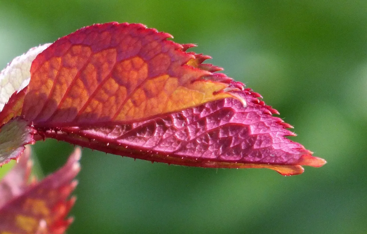 0713RedLeaf.jpg