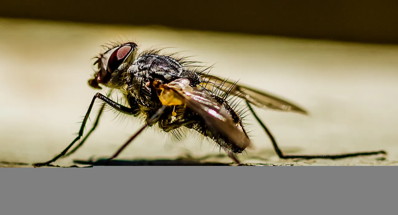 fly 6-1-15-4.jpg