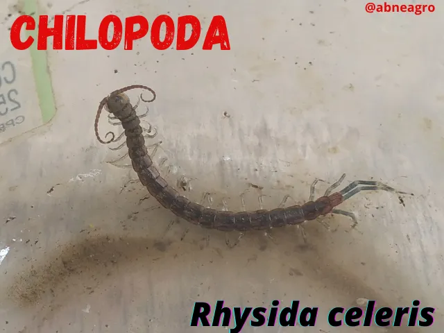Chilopoda(1).png