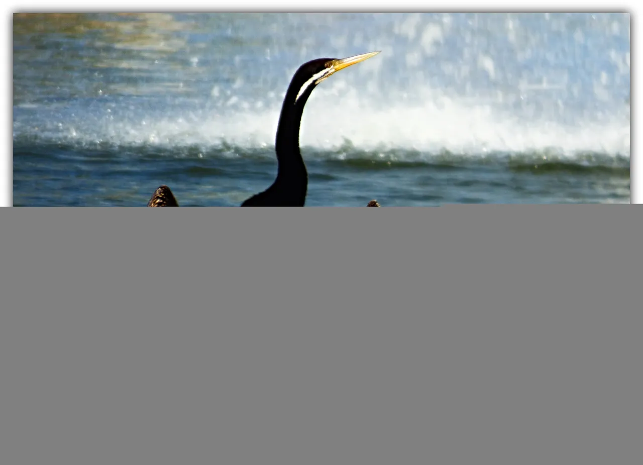 ONE DARTER.jpg