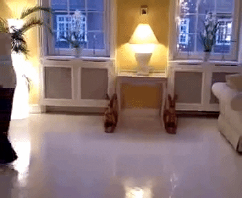 giphy (54).gif