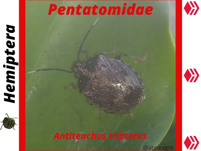 Hemiptera(2).png