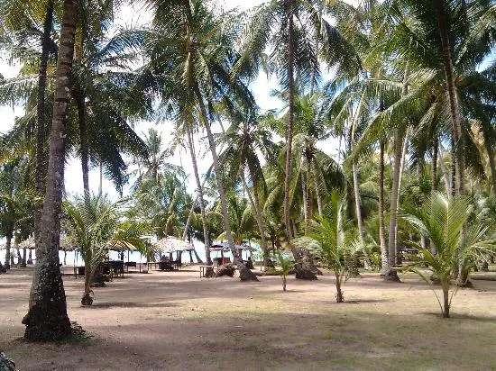 " " \"sus-palmeras.jpg\"""