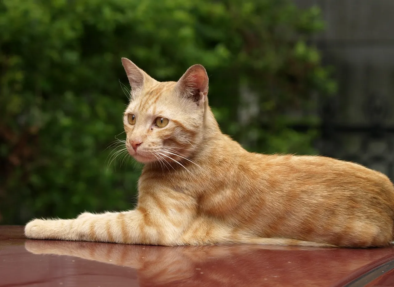 Catire Car.jpg